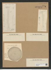 Coscinodiscus oculus-iridis Ehr. (de-Toni-Nr.: Genus 202, Species 5054) Zeichnungen Sammlung Grunow Nr. 8801 (NHMW-BOT-W0378407)